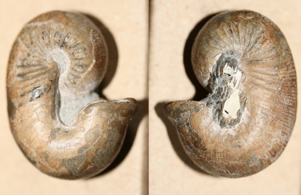 Scaphitidae, Scaphites