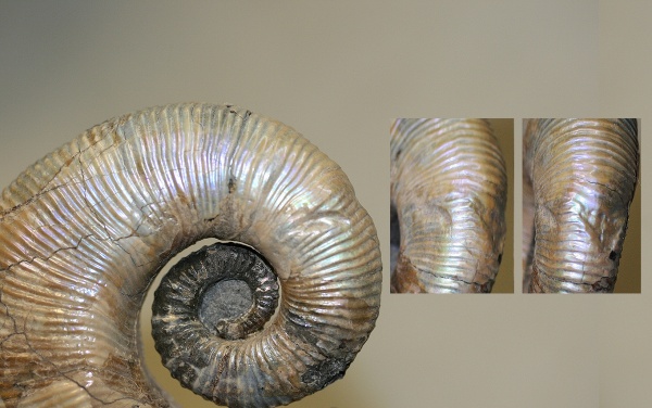 Ульяновск, прижизненные повреждения, Audouliceras, нижний апт, ammonoid sublethal injuries, травматизм