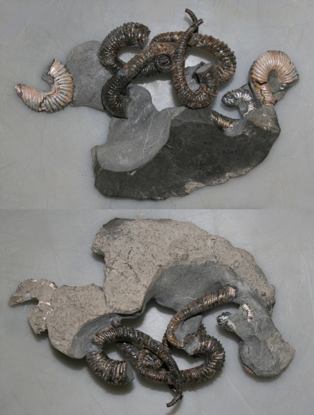 Ульяновск, Toxoceratoides