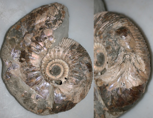 Ульяновск, прижизненные повреждения, Craspedodiscus, ammonoid sublethal injuries, верхний готерив, травматизм