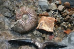 Раковина аммонита Craspedodiscus progrediens на "пляже".