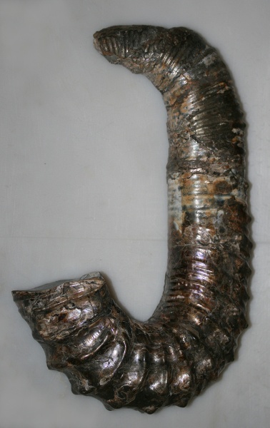 Ульяновск, нижний апт, Pseudoancyloceras