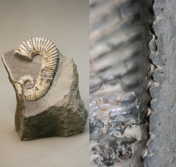 Ульяновск, Toxoceratoides, нижний аптский ярус