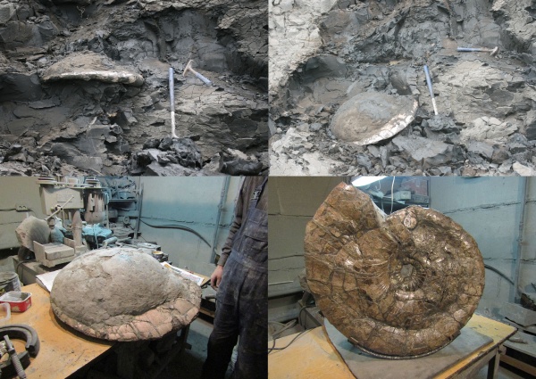 аммониты, Ульяновск, нижний мел, Craspedodiscus, верхний готерив