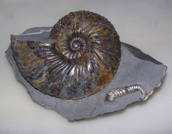 Ульяновск, Toxoceratoides, Deshayesites, нижний апт