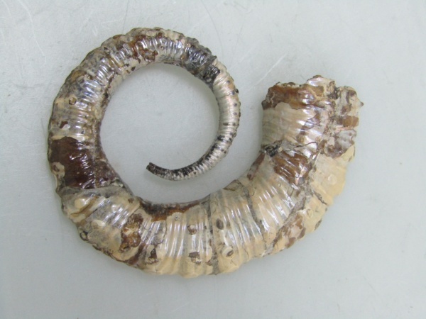 Ульяновск, Proaustraliceras, нижний аптский подъярус