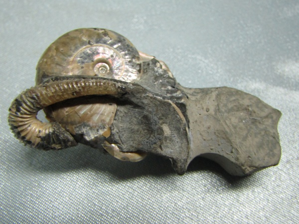 Ульяновск, Volgoceratoides, нижний аптский подъярус