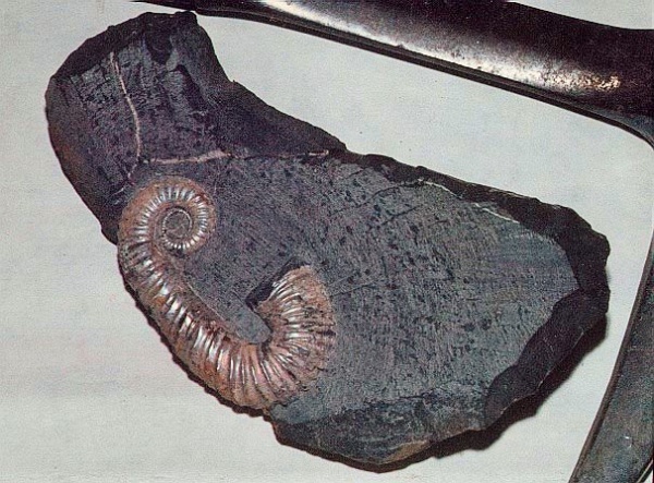 Ульяновск, Toxoceratoides, нижний аптский подъярус, уровень А12