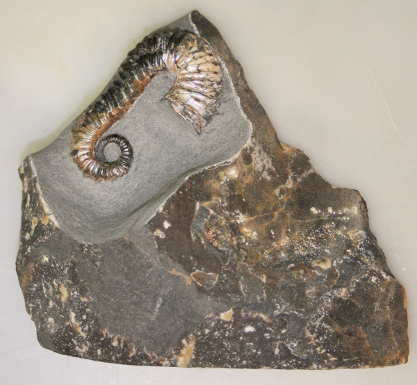 Ульяновск, Toxoceratoides, нижний аптский подъярус