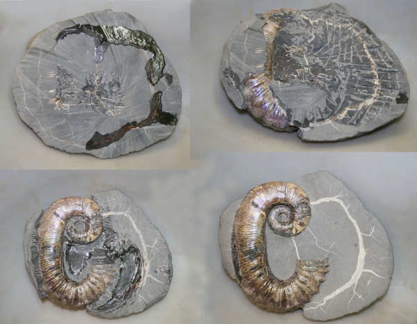 нижний мел, аптский ярус, Audouliceras