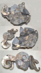 Несколько гетероморфных аммонитов.