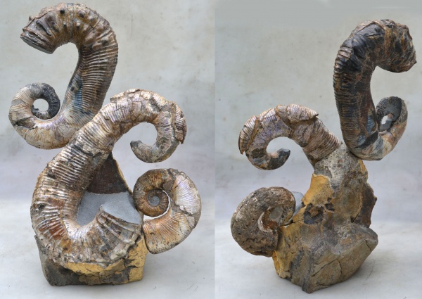 нижний мел, аптский ярус, Audouliceras