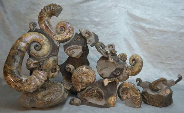 нижний мел, аптский ярус, Audouliceras