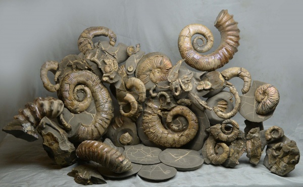 нижний мел, аптский ярус, Proaustraliceras