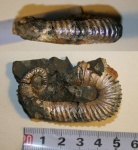 Toxoceratoides c угловатой спиралью.