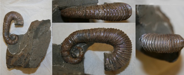 нижний мел, аптский ярус, Toxceratoides