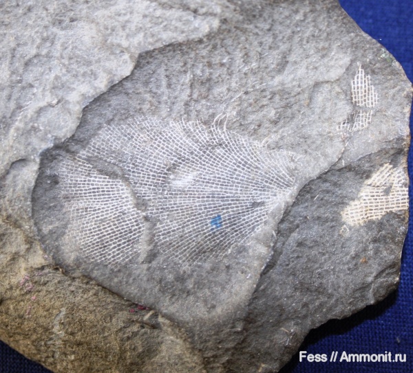 Морская фауна Карбона