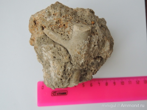 морские лилии, пермь, криноидеи, Шиханы, нижняя пермь, Permian