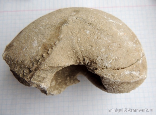 наутилоидеи, Шиханы, нижняя пермь, Lophoceras, Nautilida