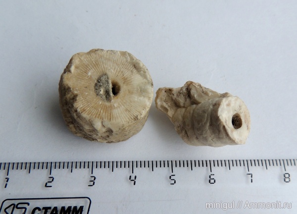 криноидеи, Шиханы, нижняя пермь, Crinoidea