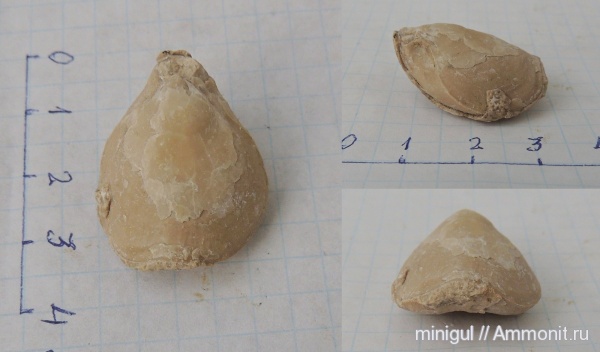 брахиоподы, Dielasma, Шиханы, нижняя пермь, Terebratulida, Dielasmatidae