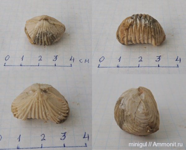 брахиоподы, Шиханы, нижняя пермь, Rhynchonellida, Uncinunellina wangenheimi