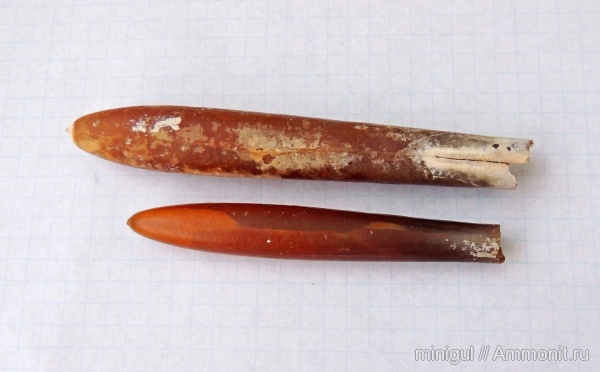 белемниты, Belemnitida, Belimnitella, belemnites