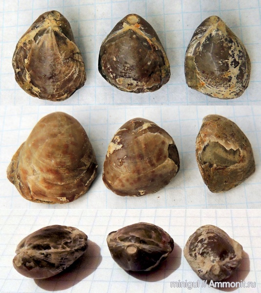 брахиоподы, Dielasma, Terebratulida, казанский ярус, Dielasmatidae