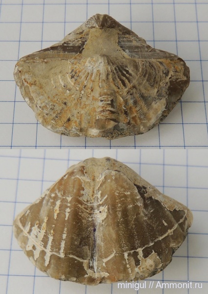 брахиоподы, Spiriferida, Licharewia, казанский ярус