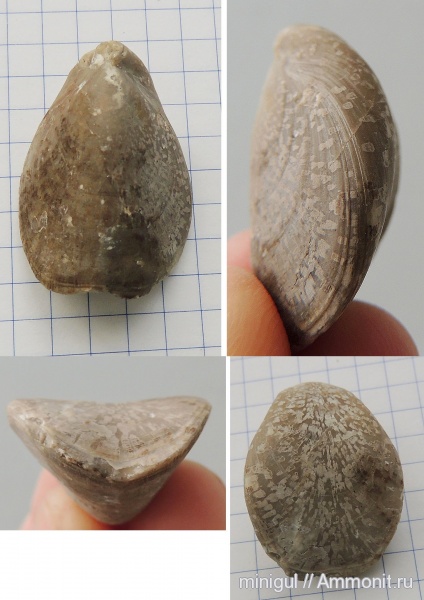 брахиоподы, Dielasma, нижняя пермь, Terebratulida, Dielasmatidae