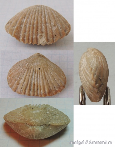 брахиоподы, нижняя пермь, Rhynchonellida, Septacamera, Tetracameridae, Septacamera plicata, Шахтау