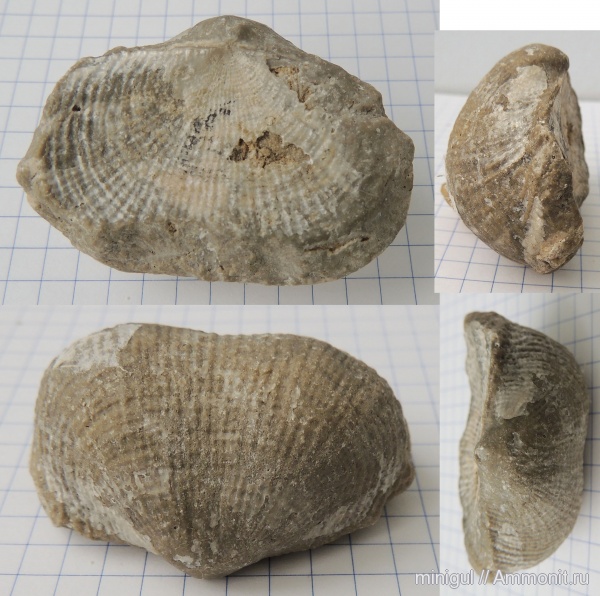 брахиоподы, продуктиды, Шиханы, Productida, нижняя пермь