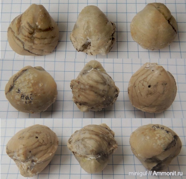 брахиоподы, Шиханы, Spiriferida, нижняя пермь, Martinia, Martiniidae