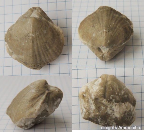 брахиоподы, Шиханы, Spiriferida, нижняя пермь, Purdonella, Purdonella nikitini