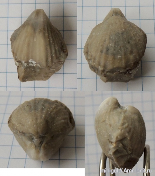 брахиоподы, Шиханы, Spiriferida, нижняя пермь, Eliva lyra