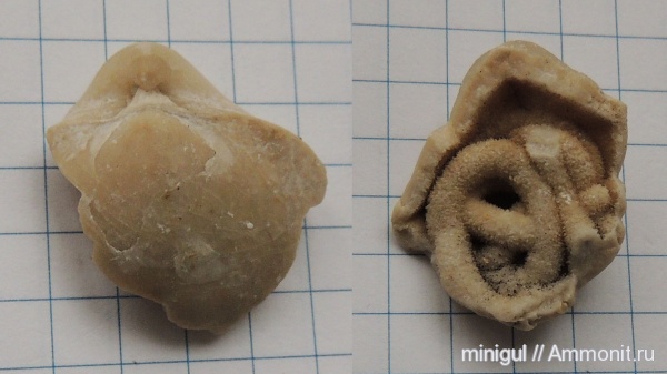 брахиоподы, Шиханы, нижняя пермь