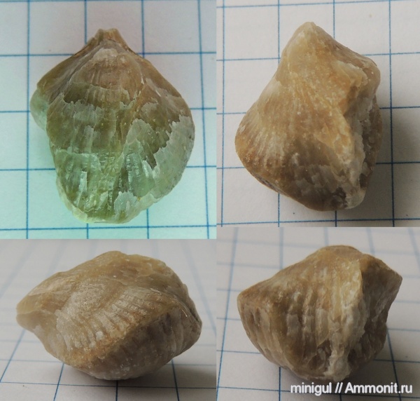 брахиоподы, Rhynchonellida, Западный Урал, карбон-пермь