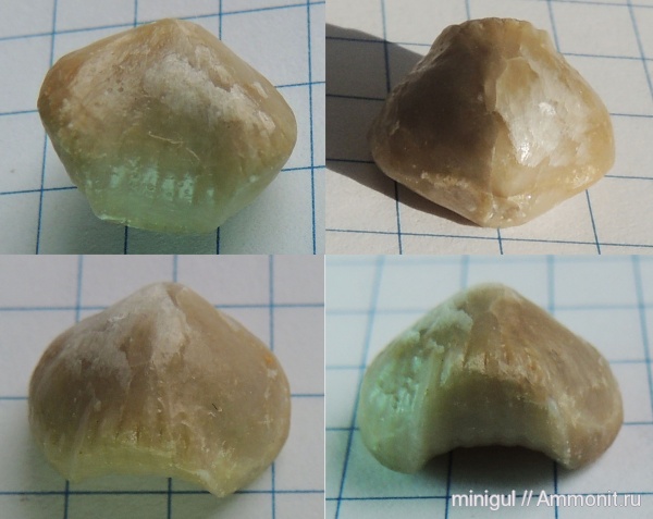 брахиоподы, Rhynchonellida, Западный Урал, карбон-пермь