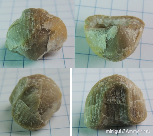 брахиоподы, нижняя пермь, Rhynchonellida, Шахтау