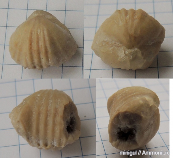 брахиоподы, нижняя пермь, Rhynchonellida, Pugnax, Шахтау