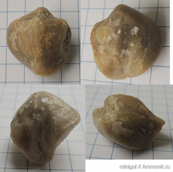 брахиоподы, Spiriferida, Martinia, Западный Урал, карбон-пермь