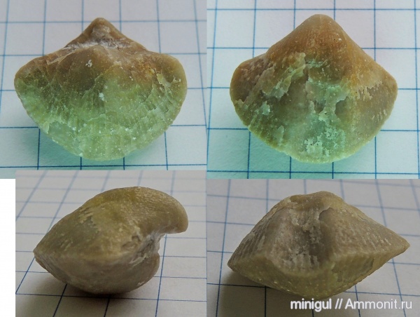 брахиоподы, Spiriferida, Западный Урал, карбон-пермь