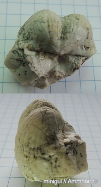 брахиоподы, продуктиды, Шиханы, Productida, нижняя пермь, Muirwoodia