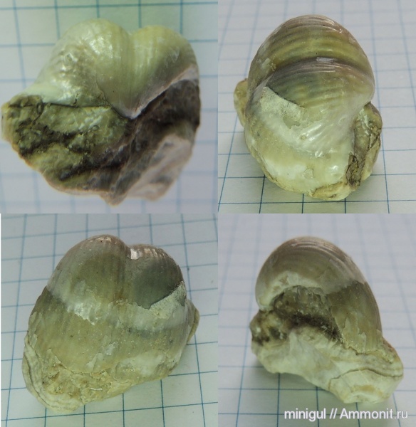 брахиоподы, продуктиды, Шиханы, Productida, нижняя пермь, Yakovlevia