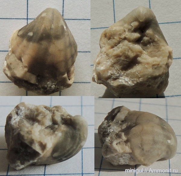 брахиоподы, Шиханы, Spiriferida, нижняя пермь, Brachythyris quadriradiatus, Brachythyris