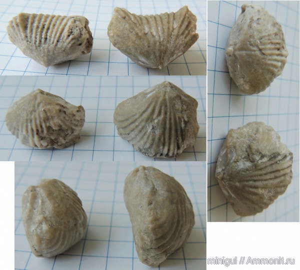 брахиоподы, нижняя пермь, Rhynchonellida, Wellerellidae, Uncinunellininae, Uncinunellina, Uncinunellina wangenheimi