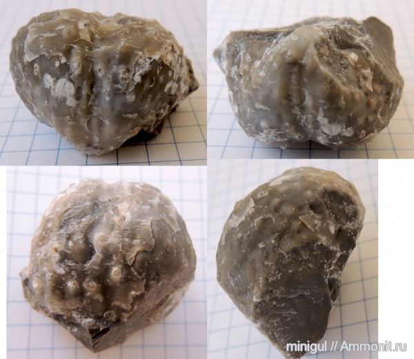 брахиоподы, продуктиды, Шиханы, Productida