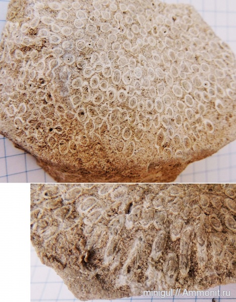 девон, кораллы, Devonian, Syringopora, табуляты, Tabulata, р. Ряузак девон, кораллы, Devonian, Syringopora, табуляты, Tabulata, р. Ряузак