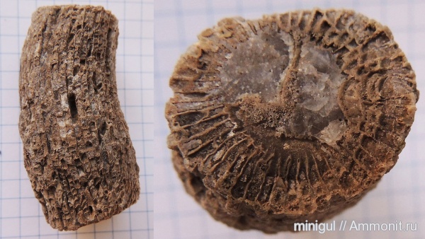 девон, кораллы, Devonian, ругозы, Rugosa, р. Ряузак