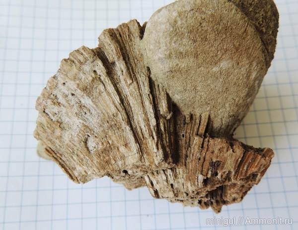 карбон, Chaetetes, Porifera, Западный Урал